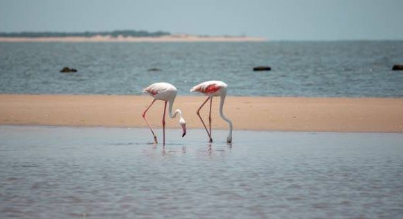 Mozambique photo